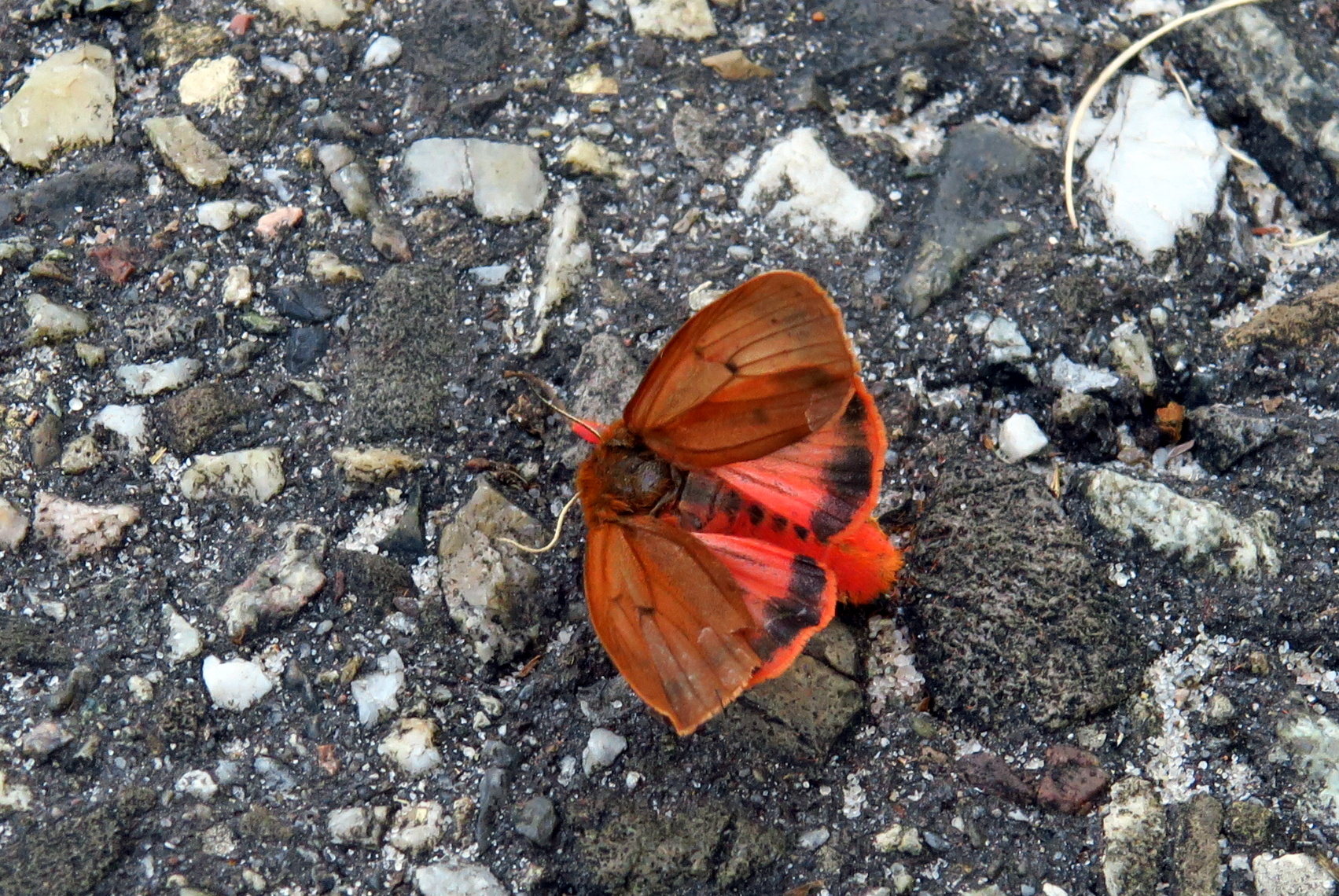 Wie kent dit vlindertje?